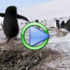 Sneaky Penguins - Funny Animal Video